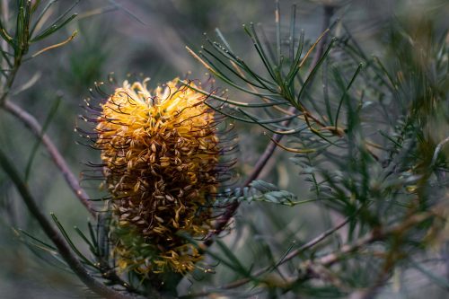 Ellis Brook Valley Reserve walking trails near Perth is known for its idyllic views of wildflowers such as the banksia flower. The old Barrington Quarry, known for its rock formations, is also located in Ellis Brook.